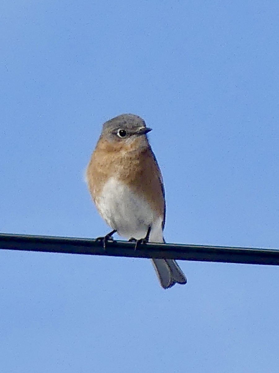 Eastern Bluebird - ML312437051