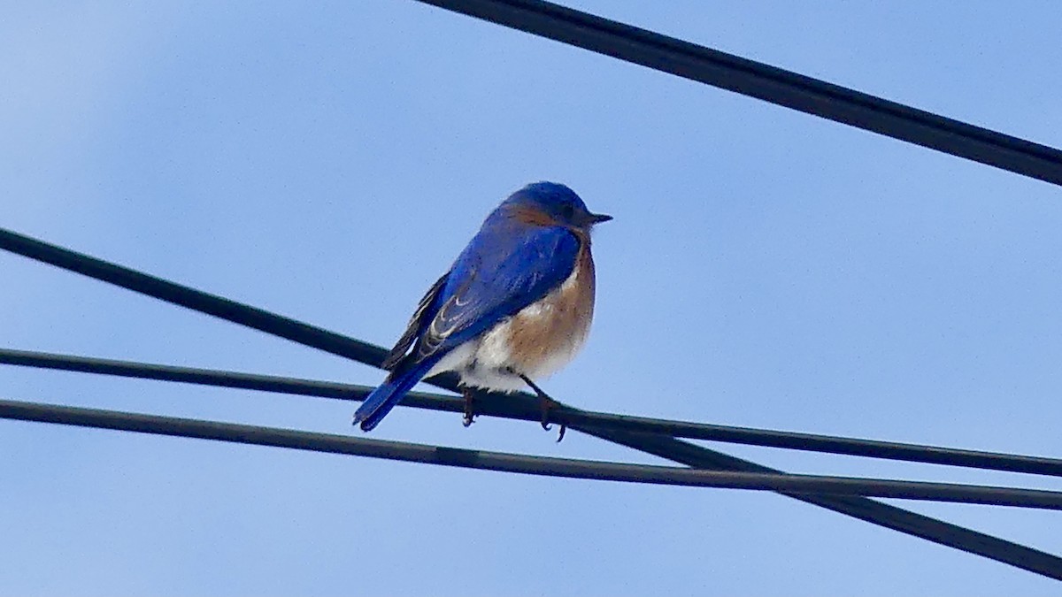 Eastern Bluebird - ML312437071