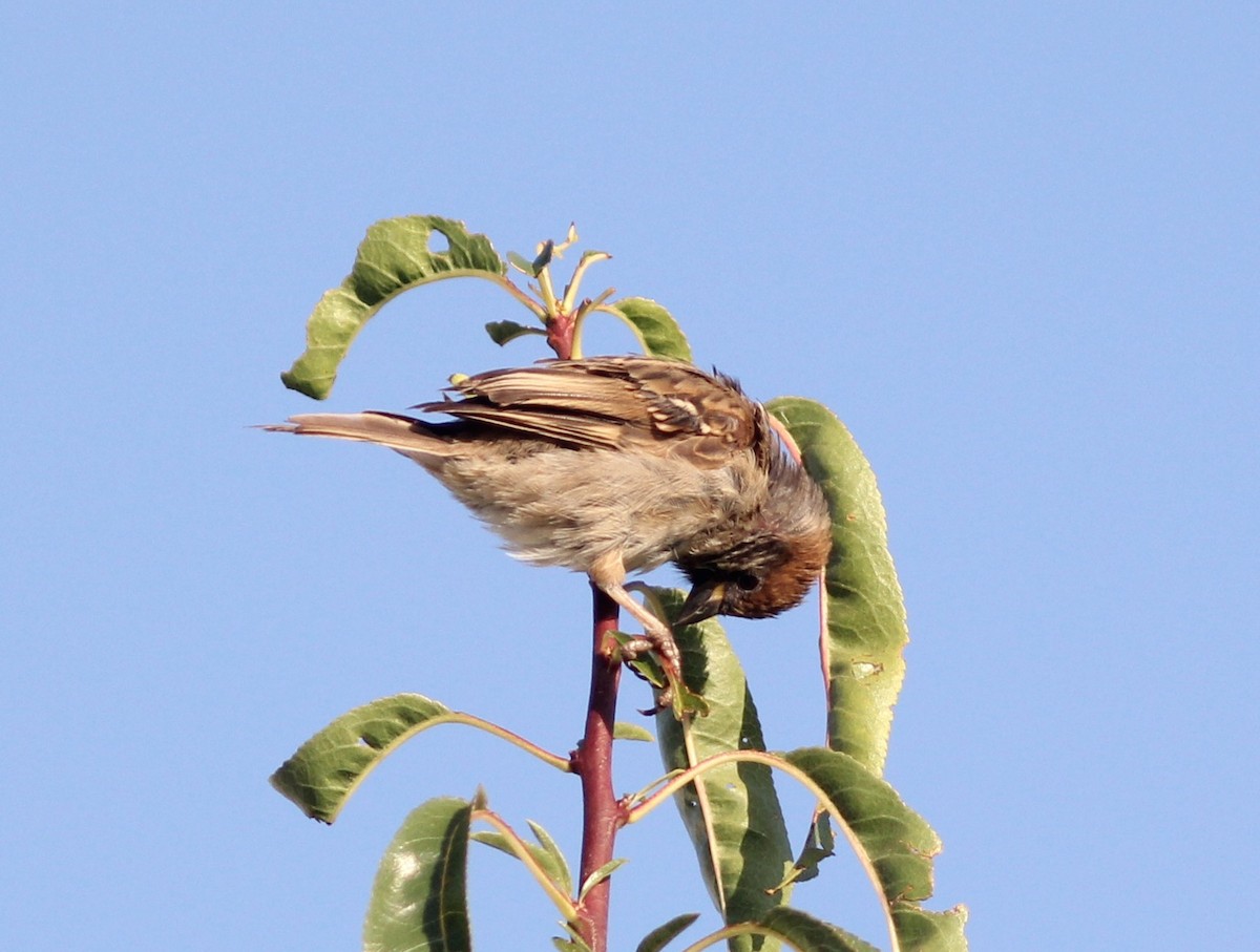 Eurasian Tree Sparrow - ML312437141
