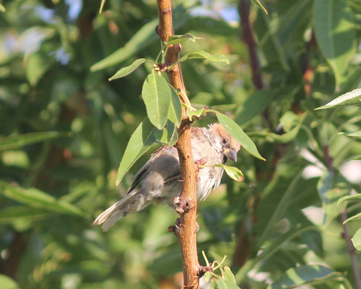 Eurasian Tree Sparrow - ML312437151