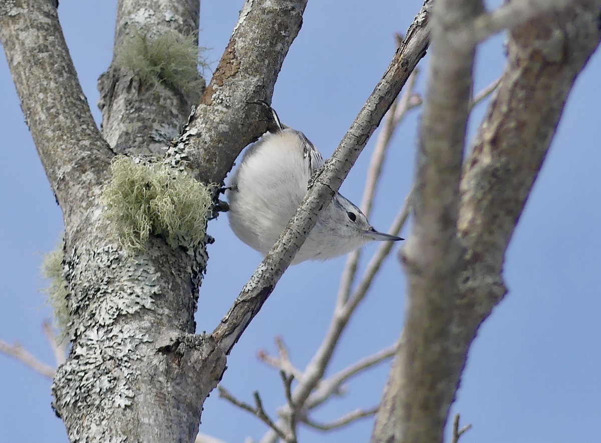 White-breasted Nuthatch - ML312437251