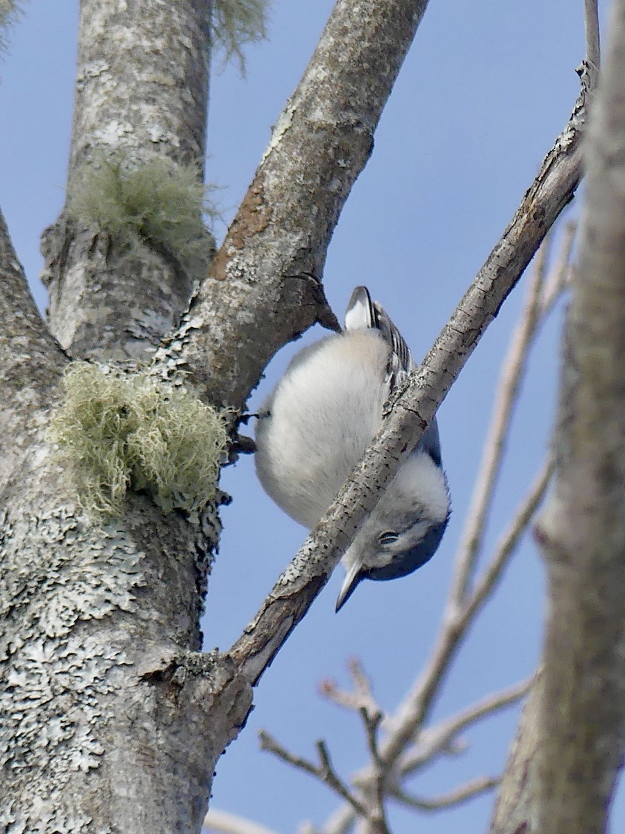 White-breasted Nuthatch - ML312437271