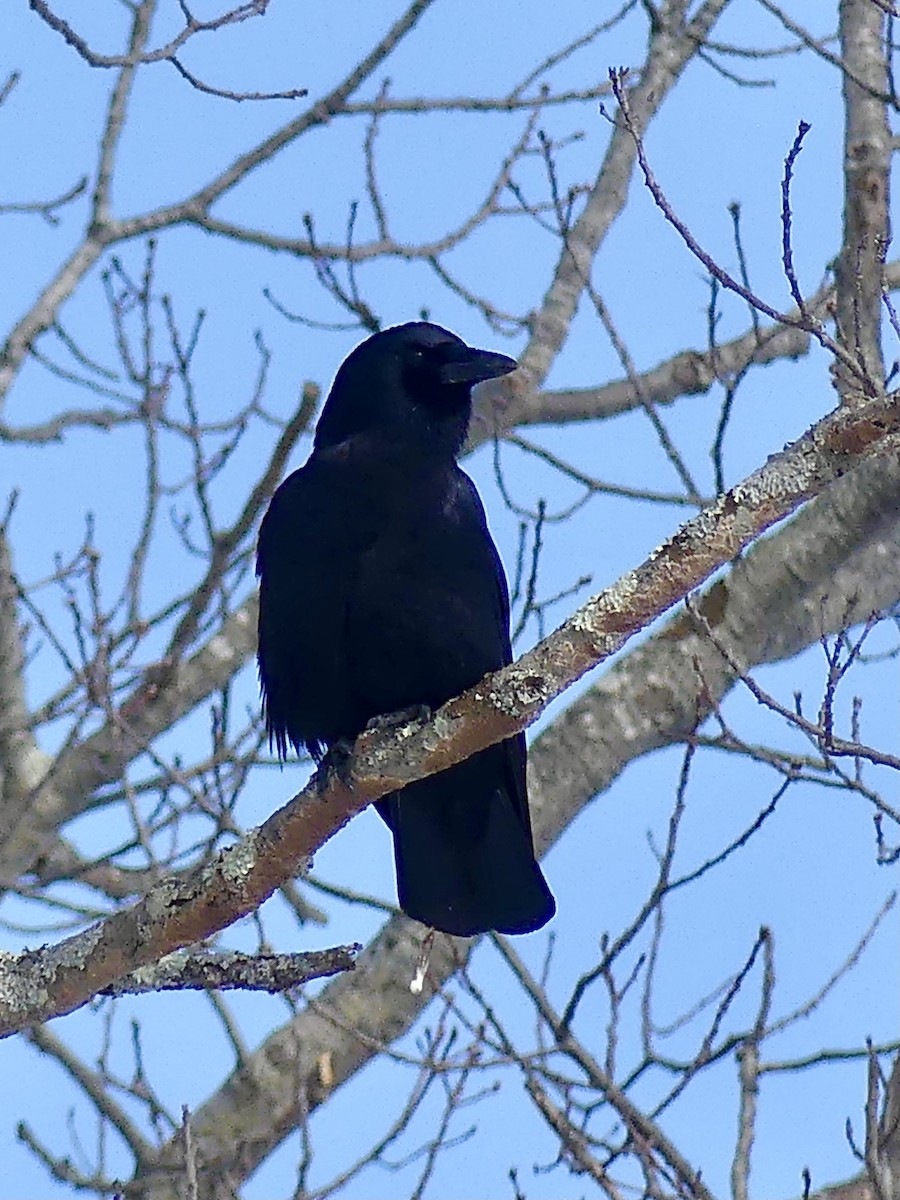 American Crow - ML312437511