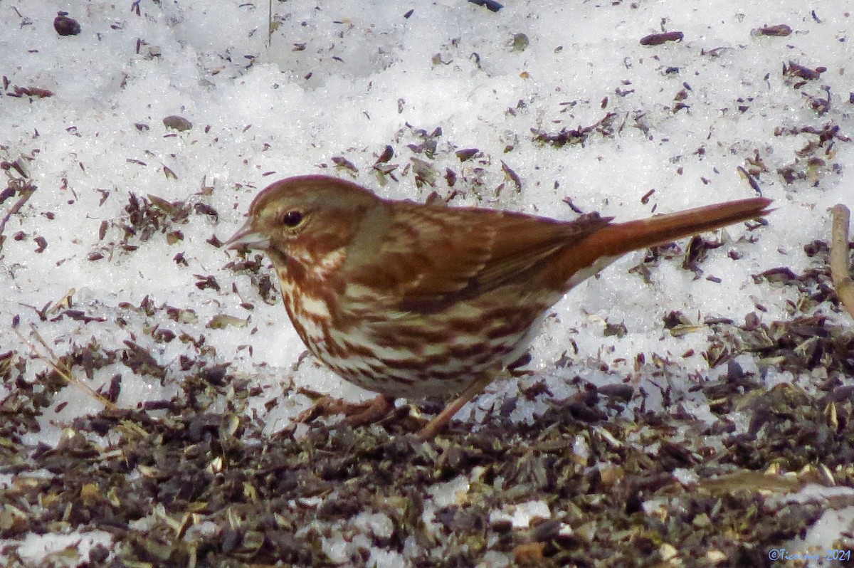 Fox Sparrow (Red) - ML312437611