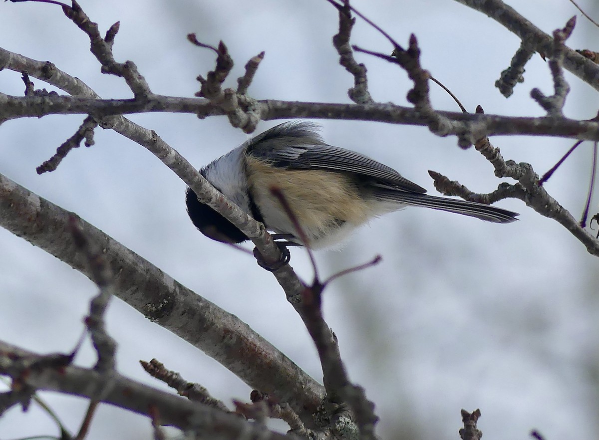 Black-capped Chickadee - ML312437681