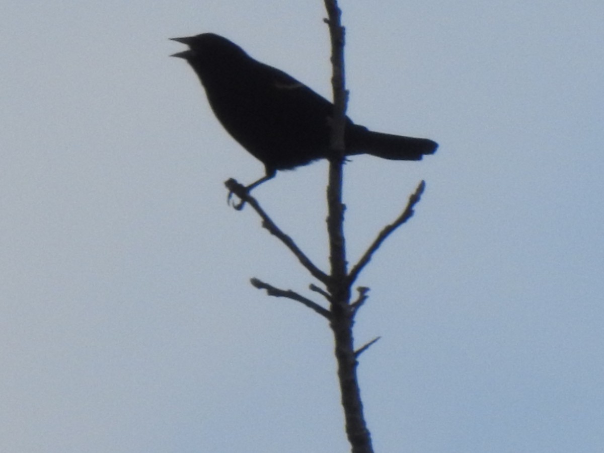 American Crow - ML312439791