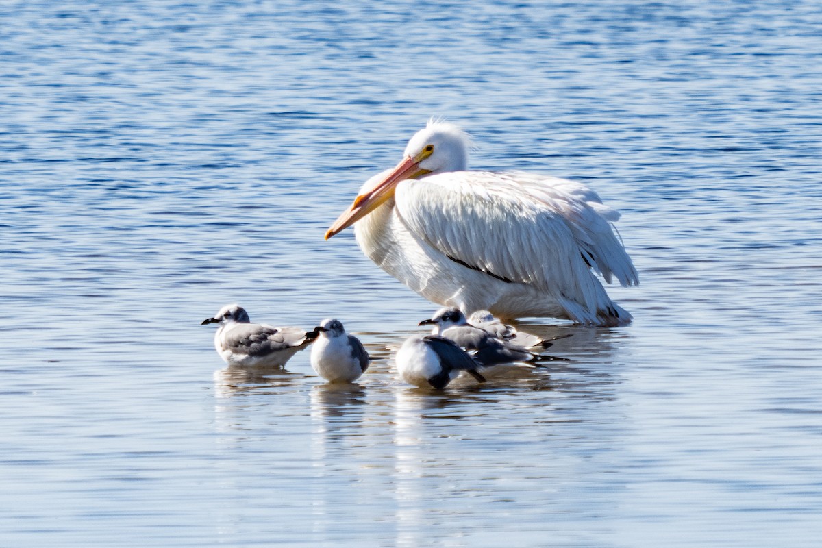 American White Pelican - ML312442631