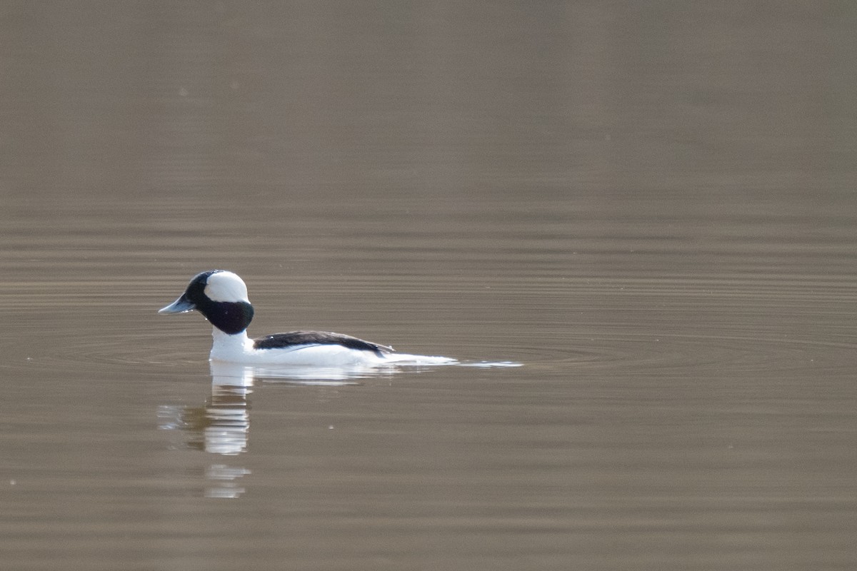 Bufflehead - ML312443161