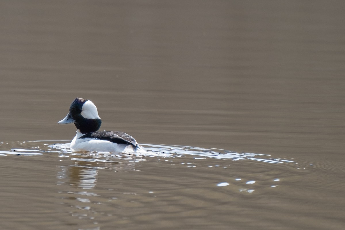 Bufflehead - ML312443181