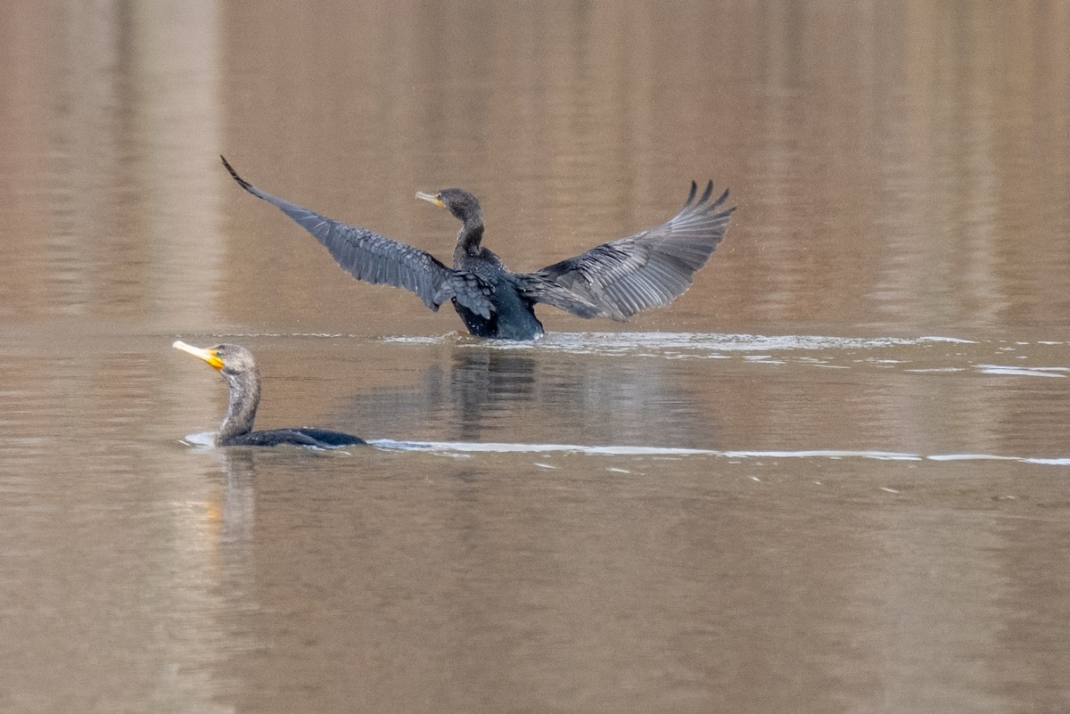 Double-crested Cormorant - ML312443421
