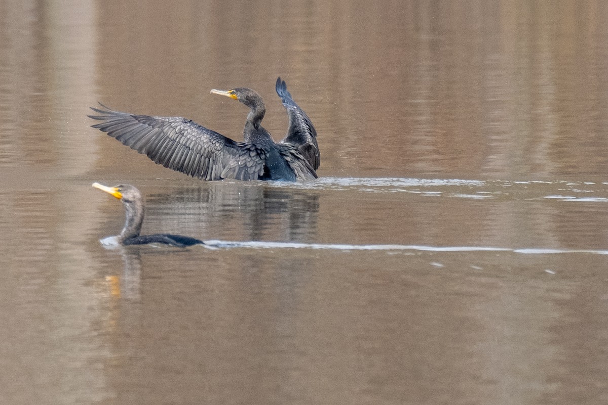 Double-crested Cormorant - ML312443441