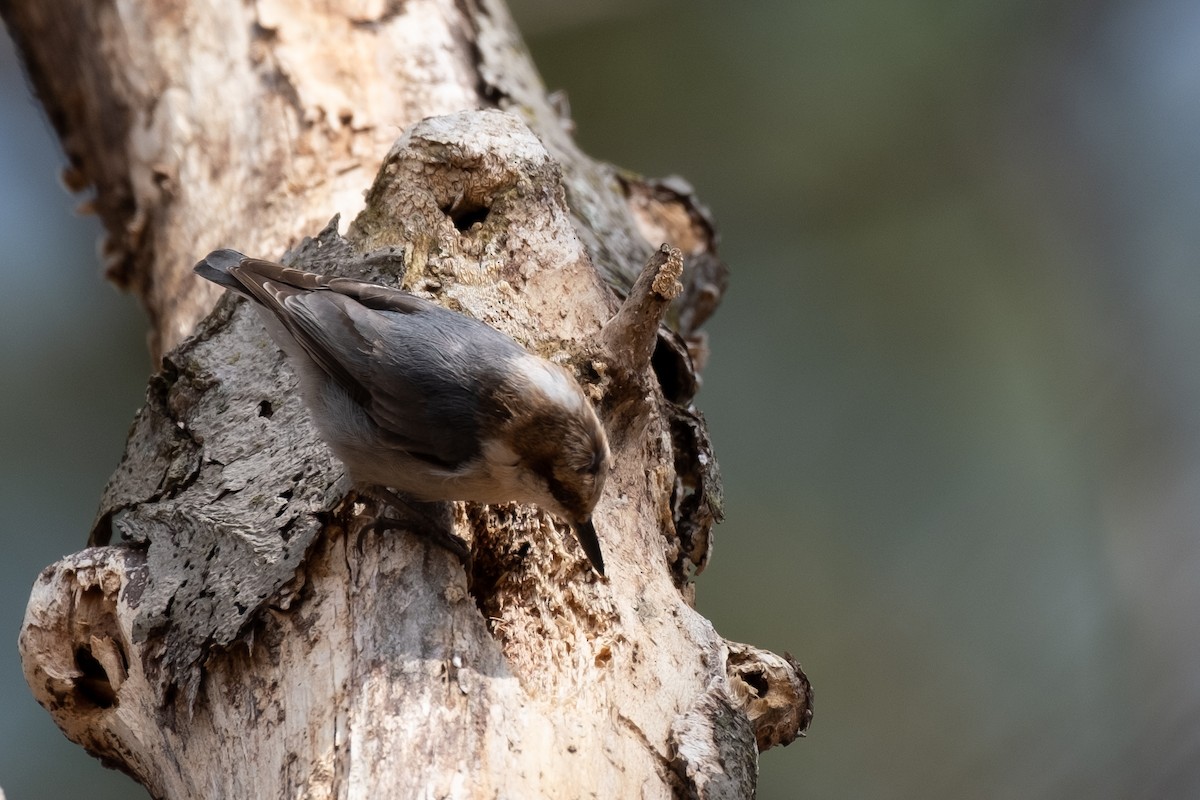 Brown-headed Nuthatch - ML312443621