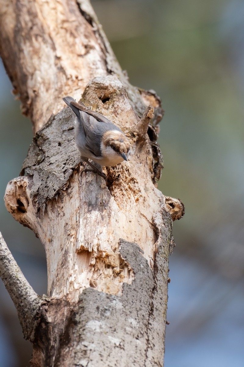 Brown-headed Nuthatch - ML312443741