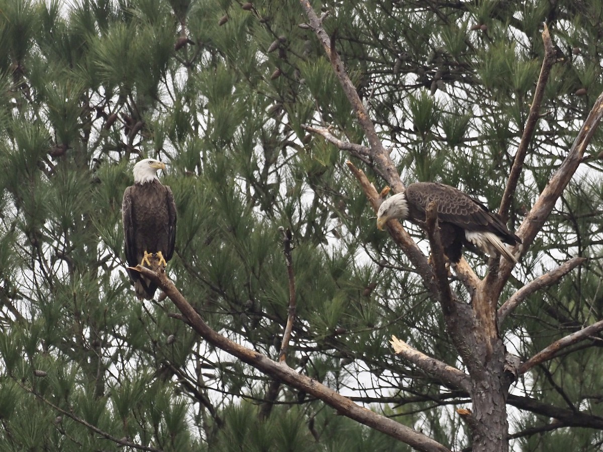 Bald Eagle - ML312444821