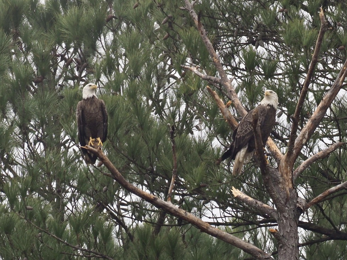 Bald Eagle - ML312444831