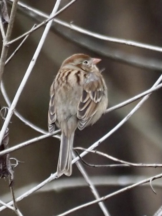 Field Sparrow - ML312445401