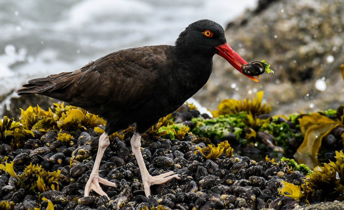 Blackish Oystercatcher - ML312445731