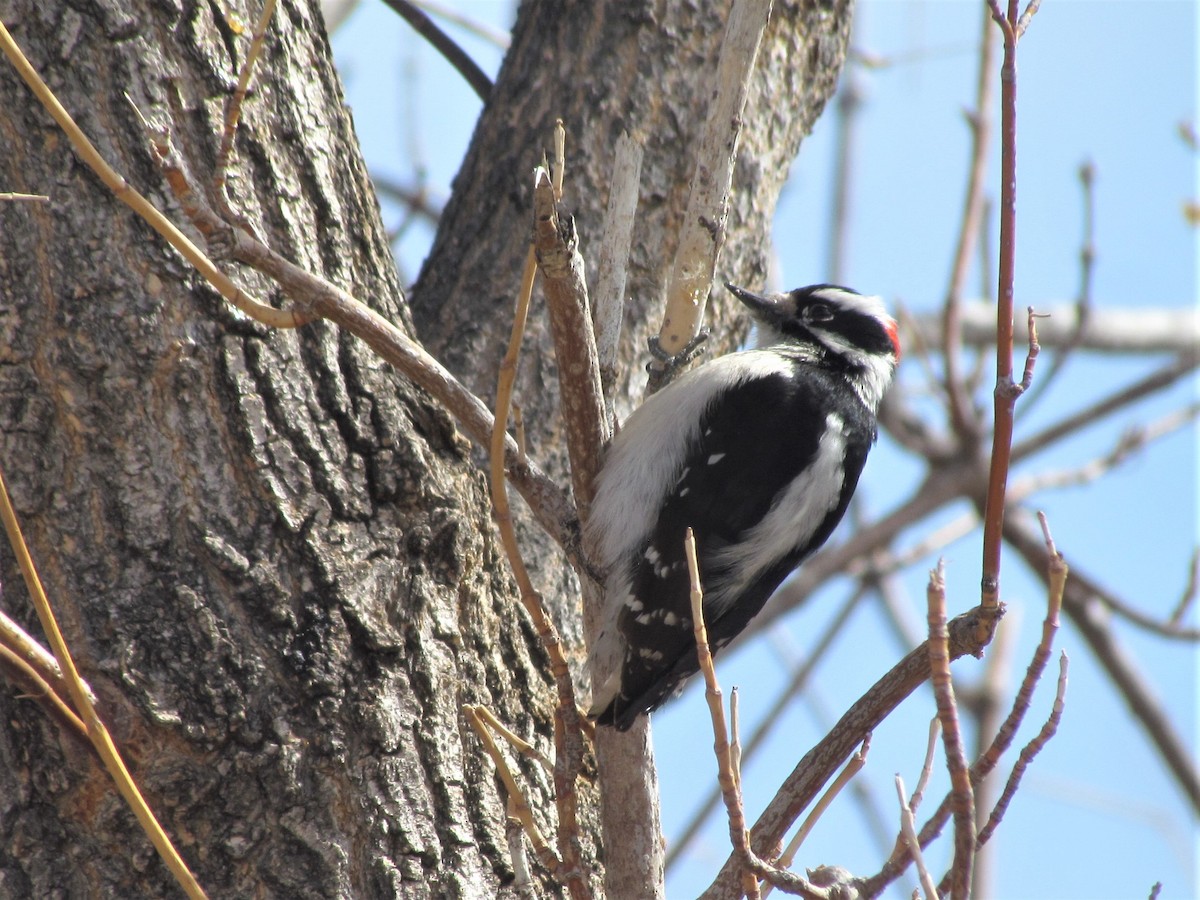 Downy Woodpecker - ML312447521