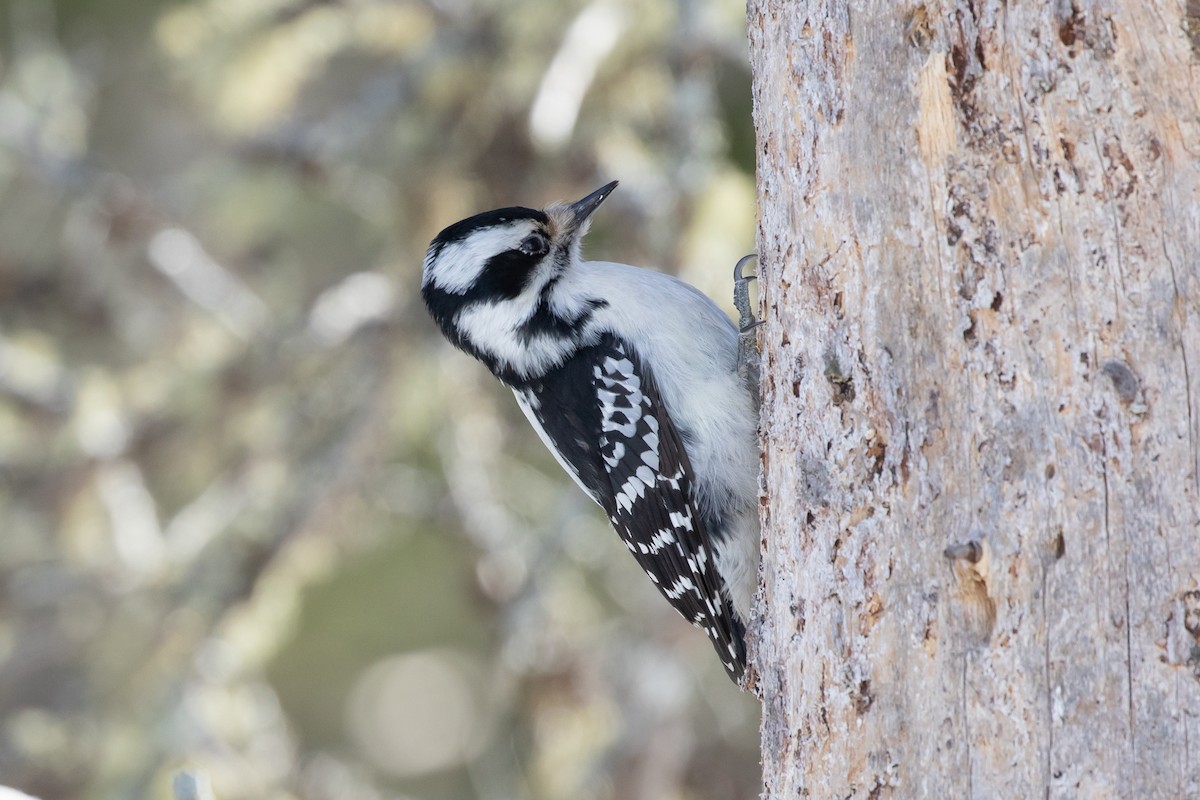 Hairy Woodpecker - Ryan Mandelbaum