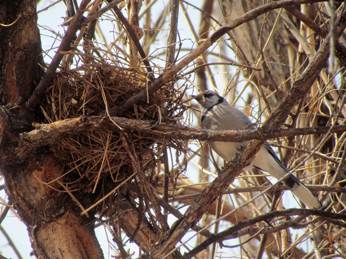Blue Jay - ML312447661