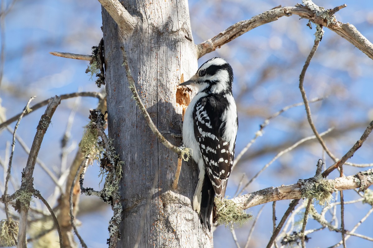 Hairy Woodpecker - Ryan Mandelbaum