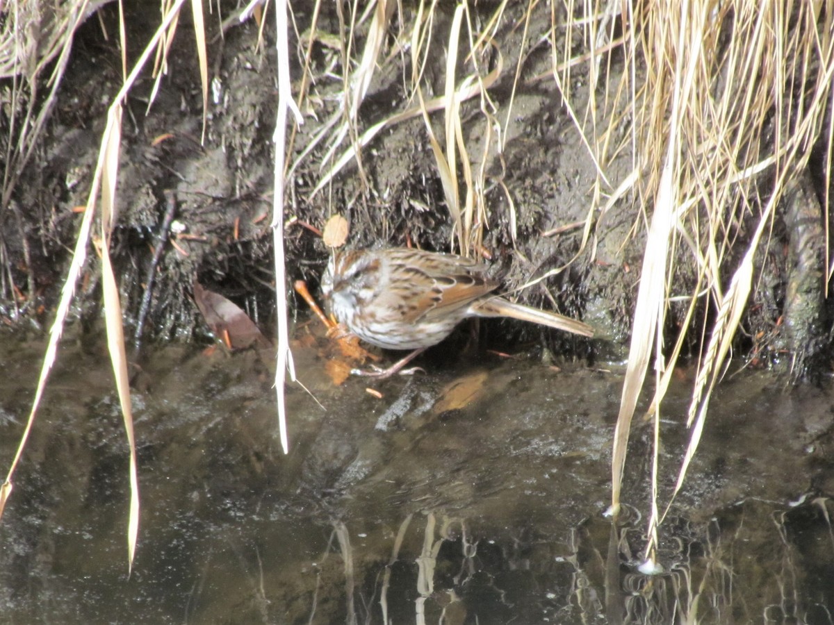 Song Sparrow - ML312447861