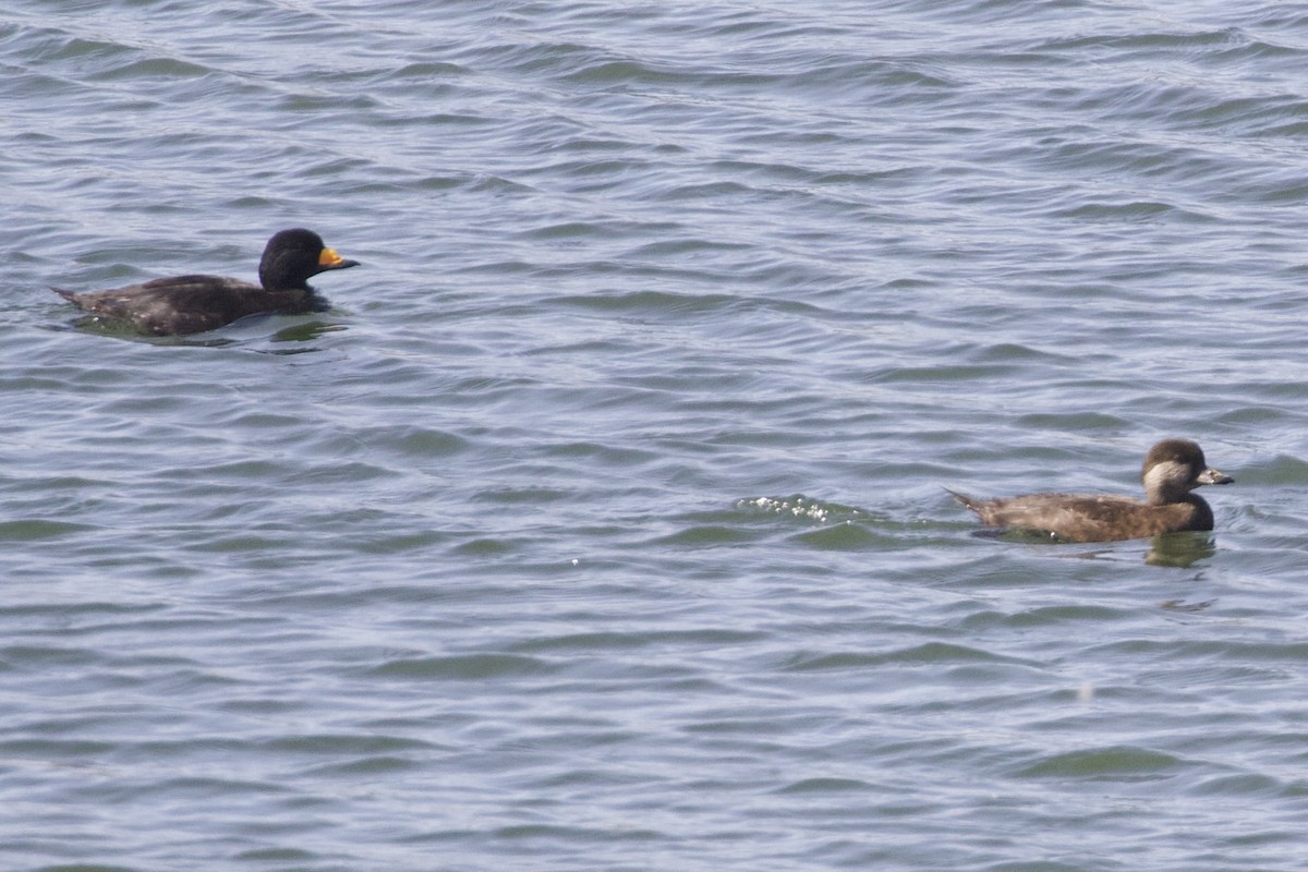 Black Scoter - Mike Sanders