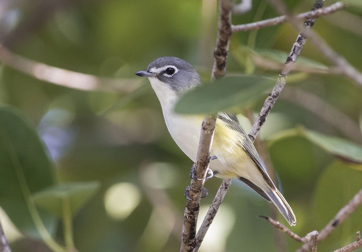 Blue-headed Vireo - ML312450931