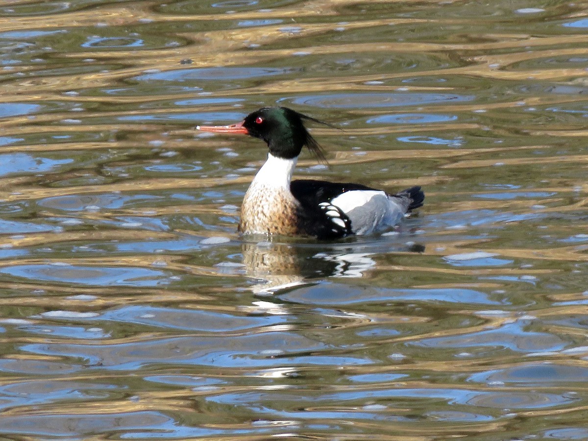 Red-breasted Merganser - ML312451861