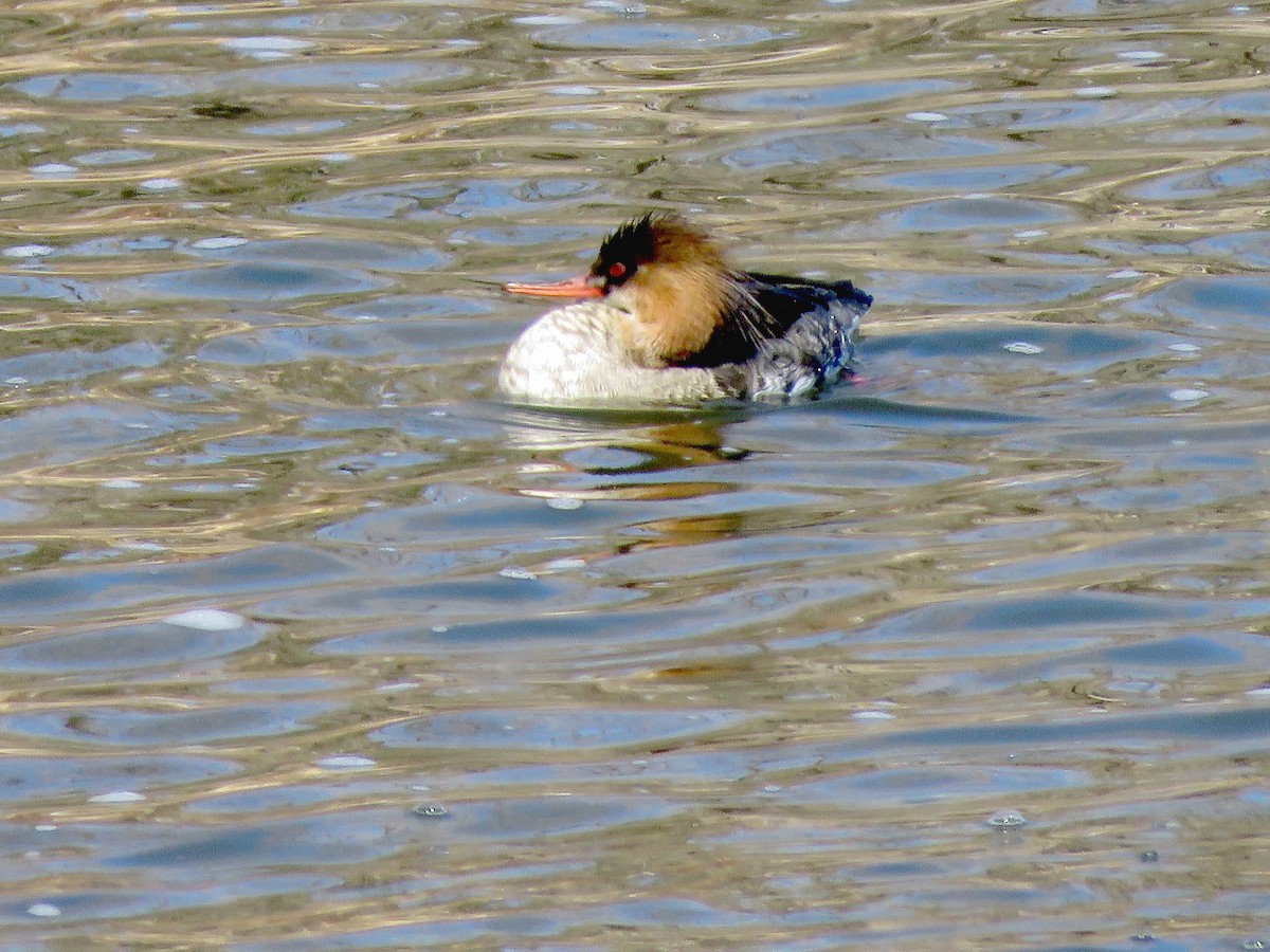 Red-breasted Merganser - ML312452221