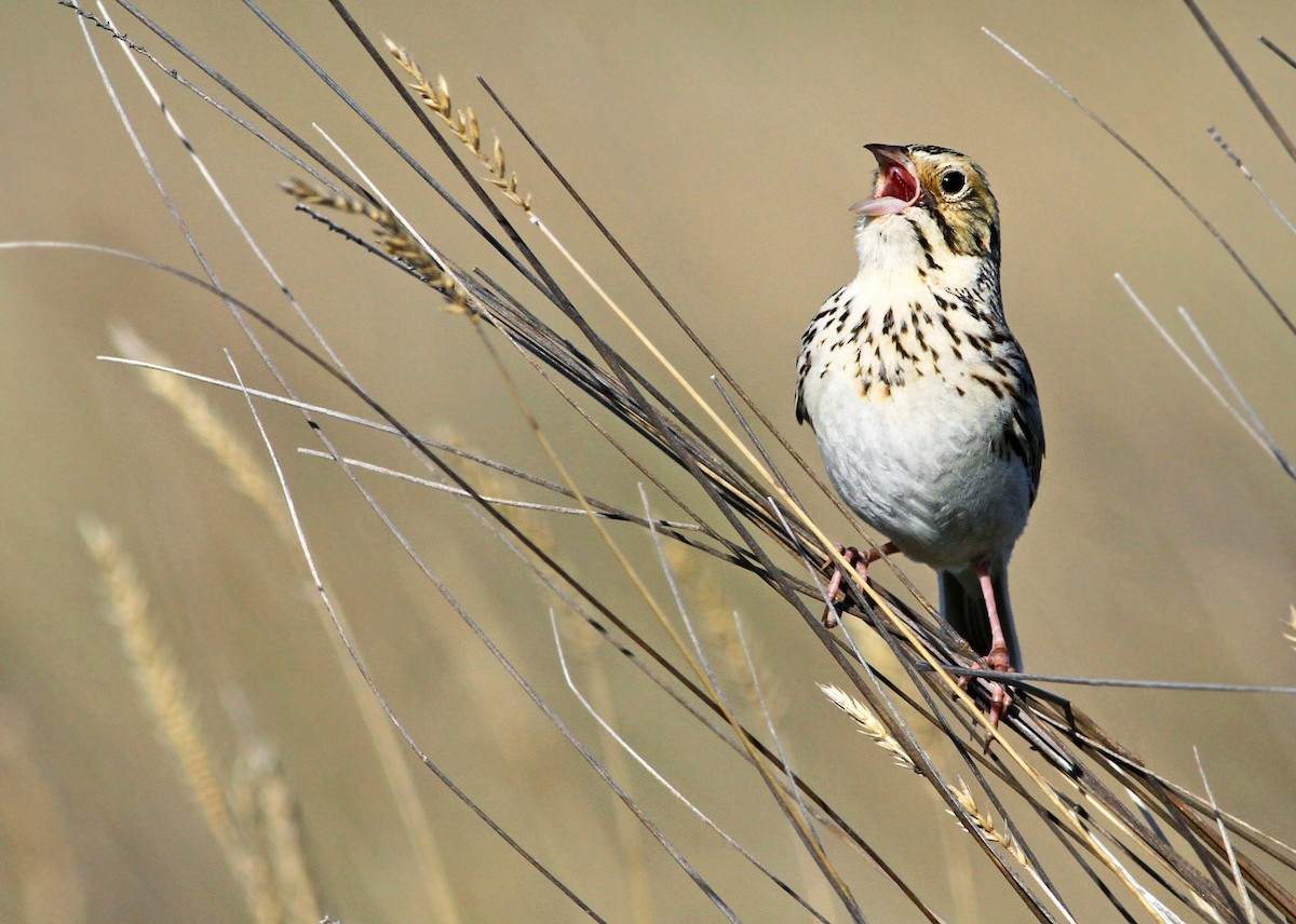 Baird's Sparrow - Andrew Spencer