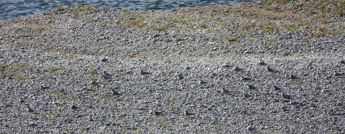 Black-fronted Tern - ML312456971