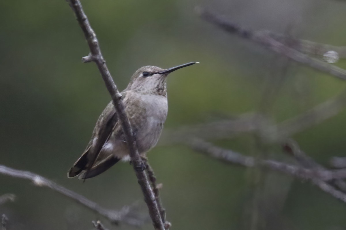 Anna's Hummingbird - ML312457471