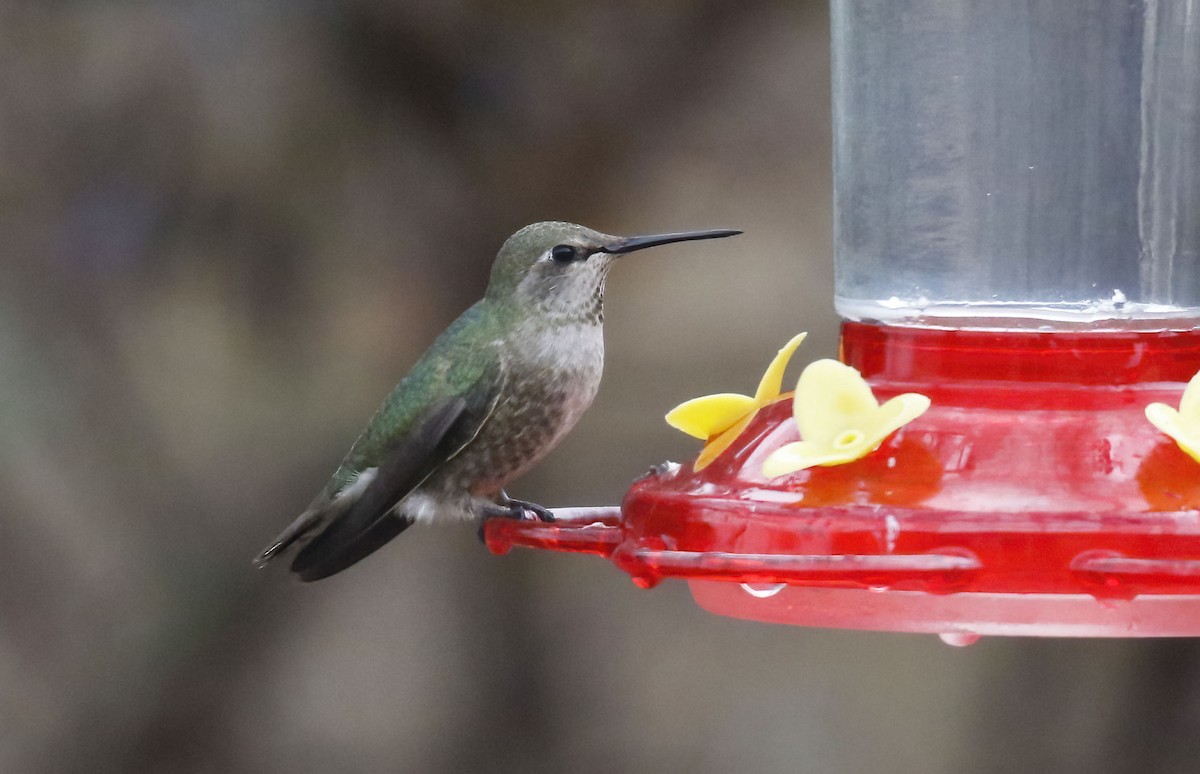 Anna's Hummingbird - Laura Keene