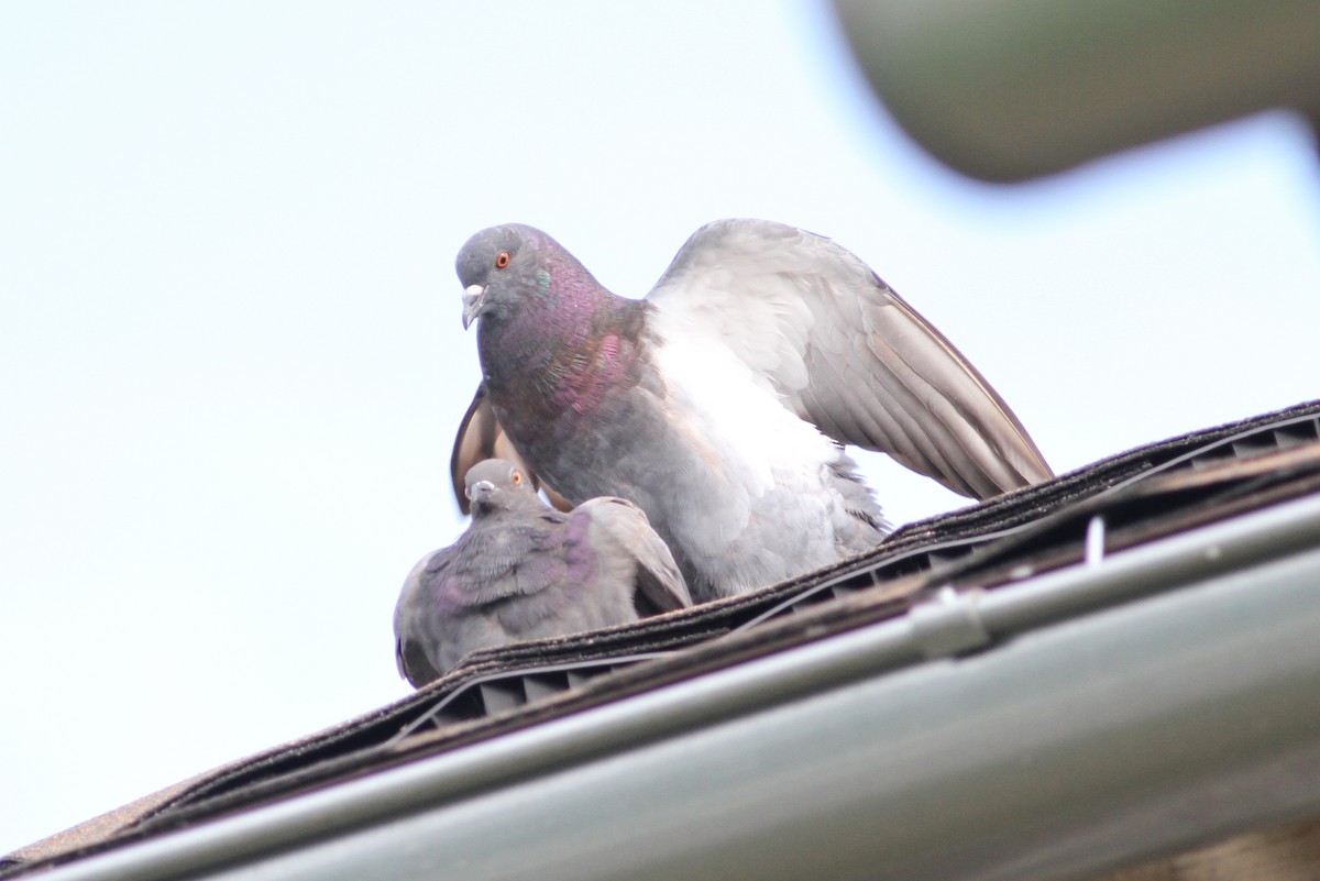 Pigeon biset (forme domestique) - ML31245961