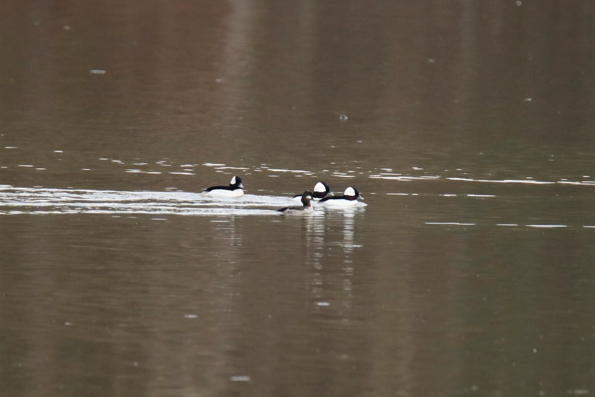 Bufflehead - ML312461451