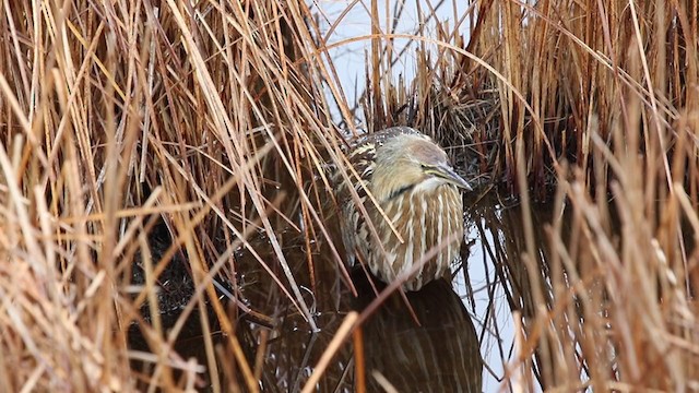 American Bittern - ML312461581