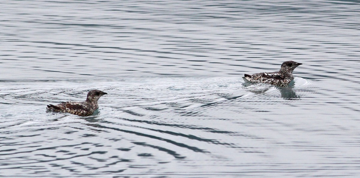 Kittlitz's Murrelet - ML31246341