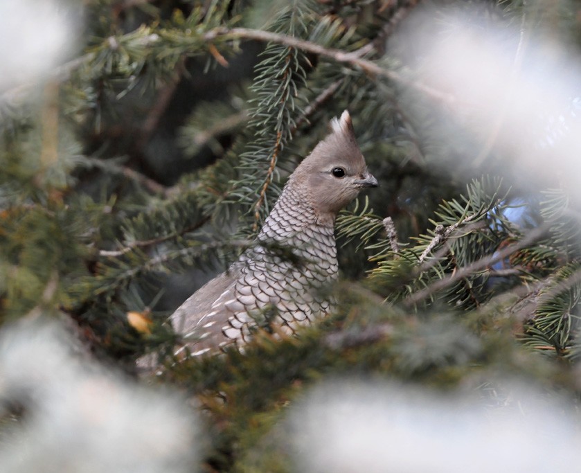 Scaled Quail - ML312464971