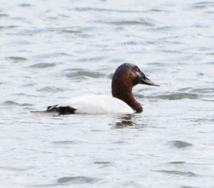 Canvasback - ML312465521