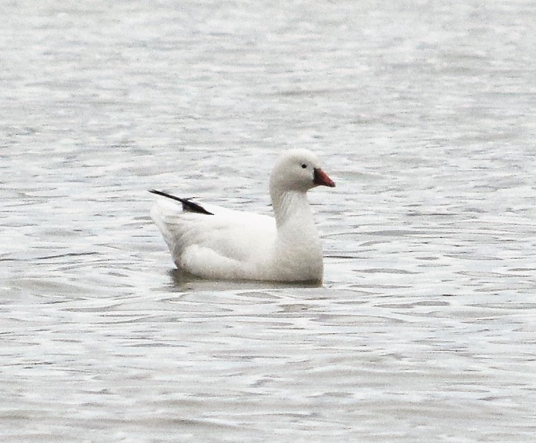 Ross's Goose - Mike Winck