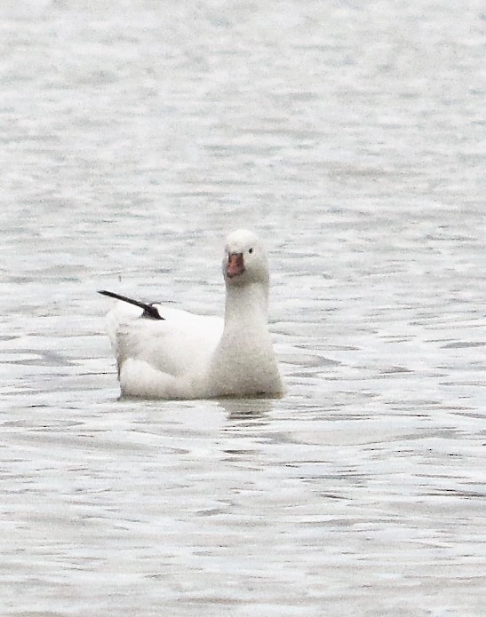 Ross's Goose - Mike Winck