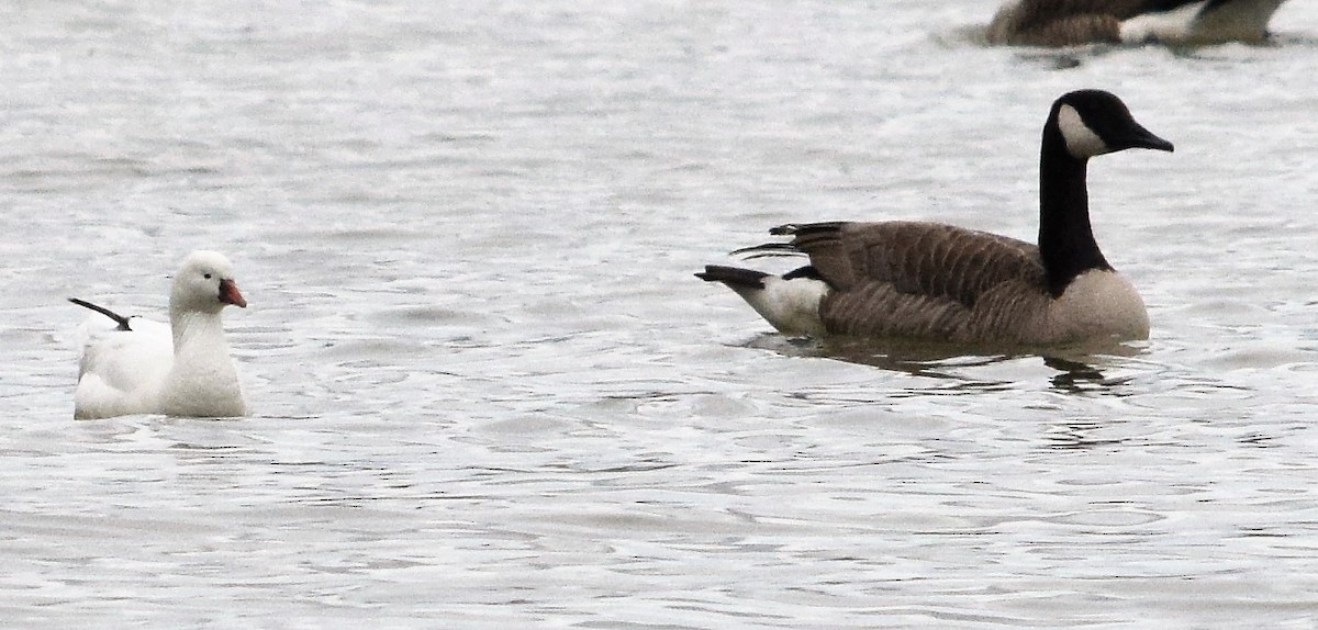 Ross's Goose - ML312466341