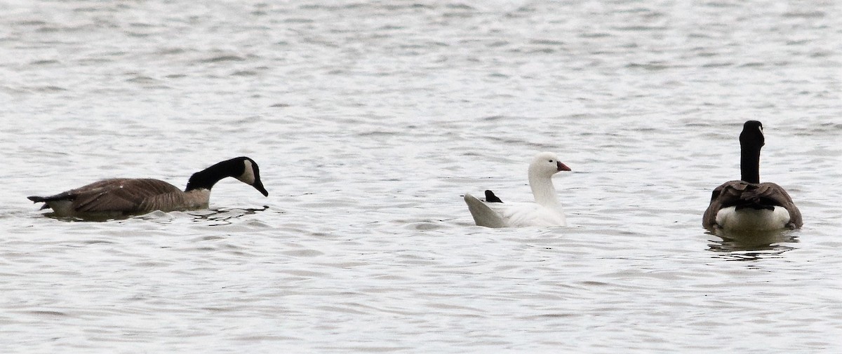 Ross's Goose - ML312466351