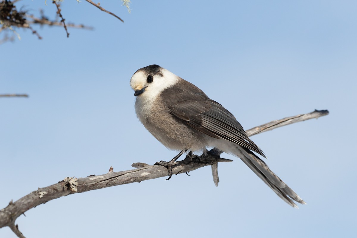 Canada Jay - ML312466761