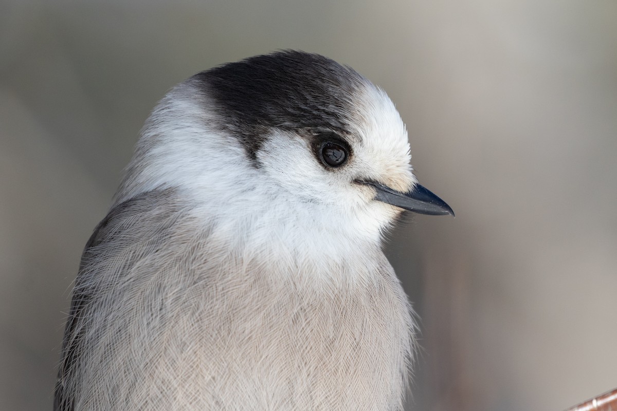 Canada Jay - ML312466771