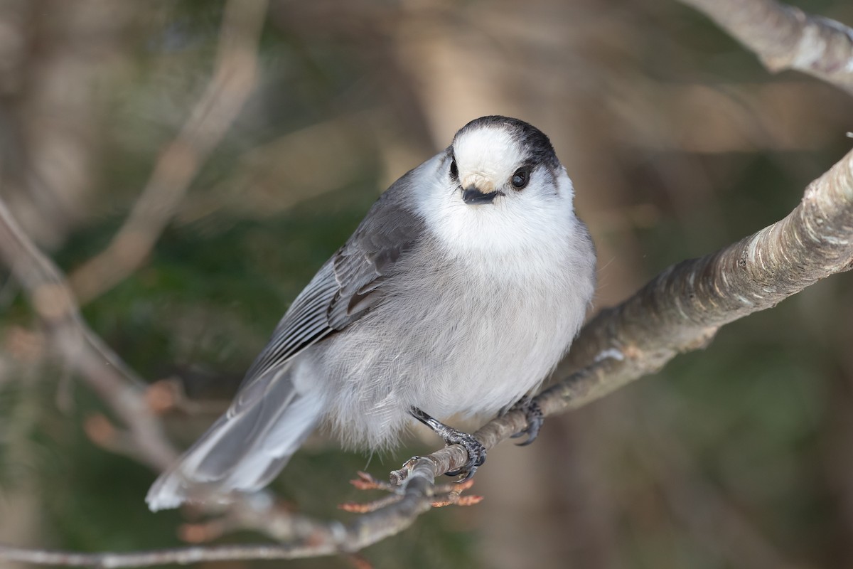 Canada Jay - ML312466791