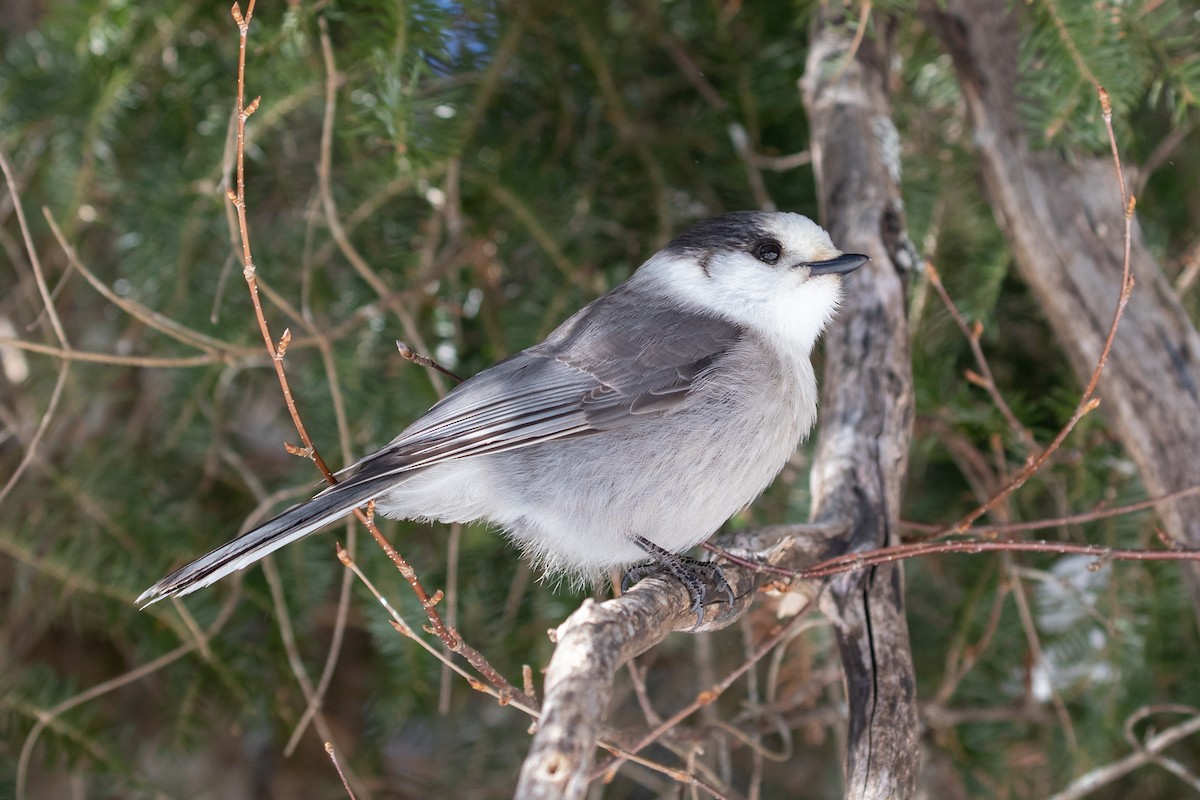 Canada Jay - ML312466811