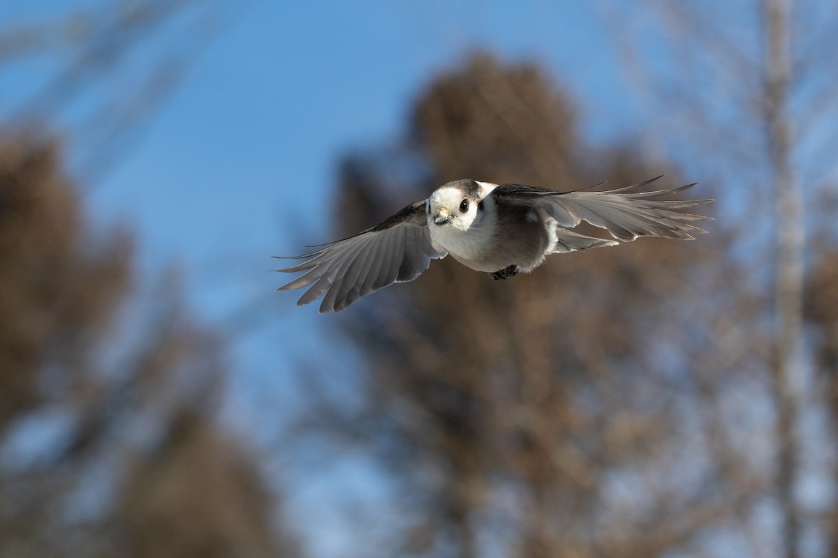 Canada Jay - ML312466851