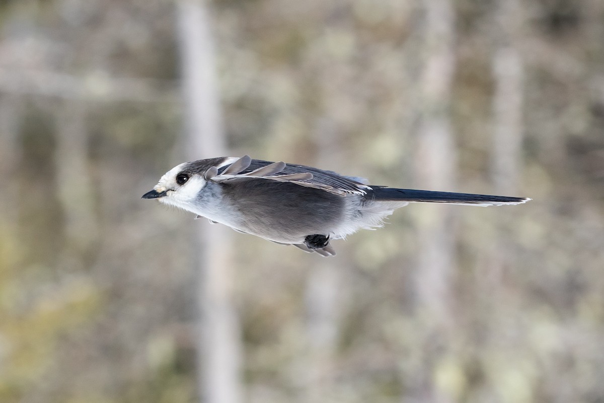 Canada Jay - ML312466871